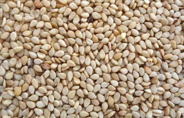 wollega type sesame seed